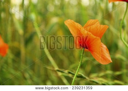 Red Poppy Flowers On The Field Of Wheat Summertime