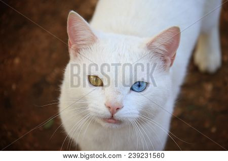 A Cat With Heterochromia Walking In The Garden.