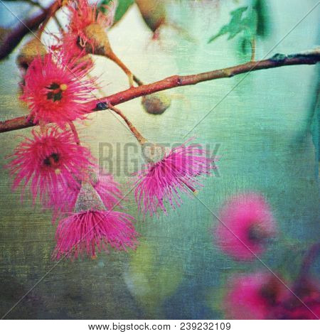 Grunge Textured Vintage Style Pink Corymbia Gumtree Blossoms. Perth, Western Australia.
