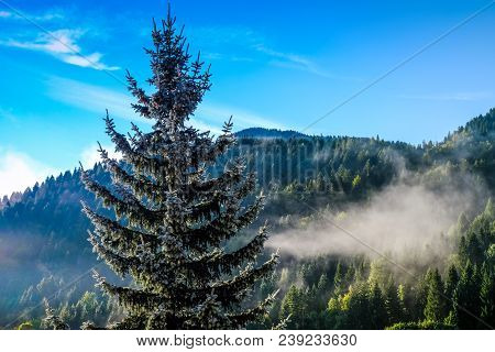 Blue Spruce And Morning Fog In The Alps