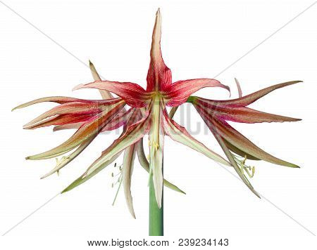 Amaryllis Hippeastrum Exotic Sybister La Paz Close Up Isolated On White Background