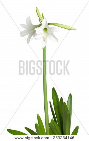 Amaryllis Hippeastrum Sonatini Swan Lake Isolated On White Background