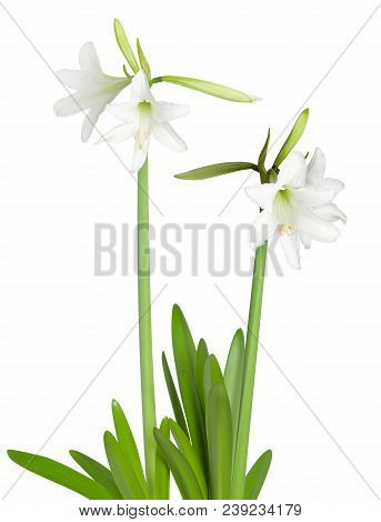 Amaryllis Hippeastrum Sonatini Swan Lake