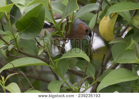 Finch Fringilla Coelebs Bird On Tree