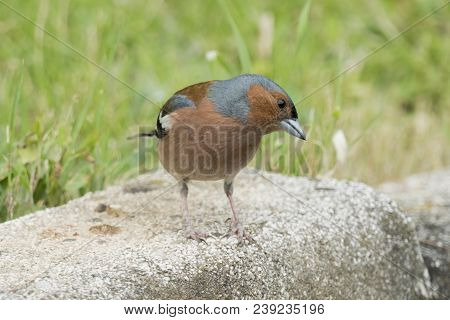 Finch Fringilla Coelebs Bird In The Garden