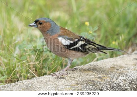 Finch Fringilla Coelebs Bird On Tree