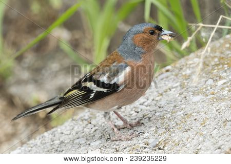 Finch Fringilla Coelebs Bird On Tree