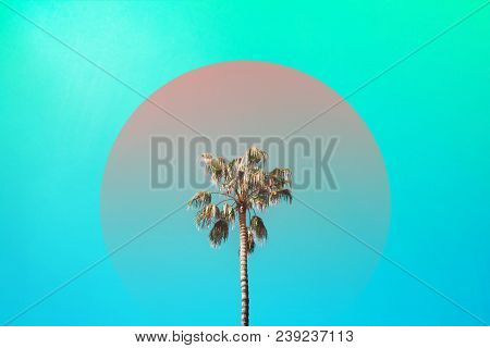 Three Nice Palm Trees Against Blue Sunny Sky. Creative Summer Concept.