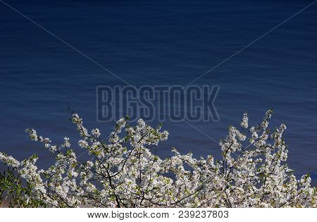 Waterside Cherry Blossoms In The Springtime. Water Blue Background. Spring. Dark Water.