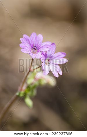 Pink Geranium Molle A Spring Flower In A Soft Background Composition