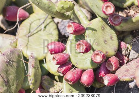Prickly Pears Cactus With Red Fruits And Thorns Composition