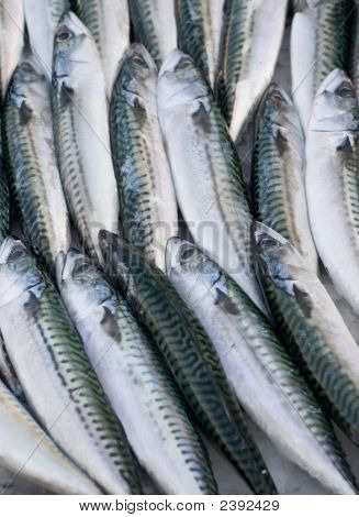 Peces de caballa común en el mercado Local