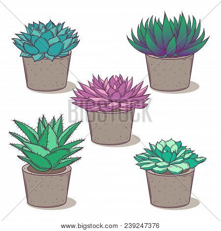 Set With A Beautiful Succulents In Concrete Pots. Cartoon Vector Isolated On White. Eps10