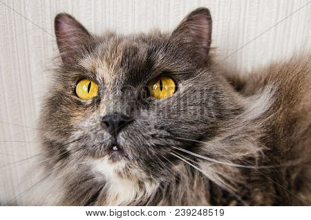 British Long-haired Gray Cat On Beige Background