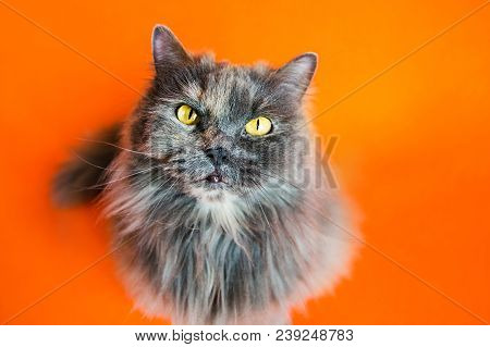 British Long-haired Gray Cat On Orange Background