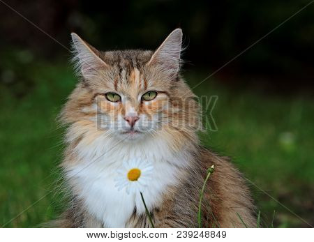 Norwegian Forest Cat Female With Daisy. Cat Looks A Bit Bored.