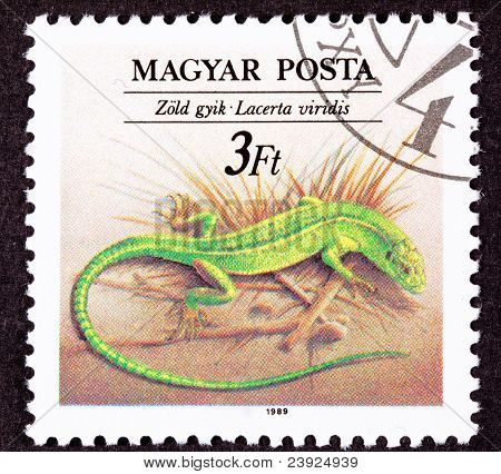 Annullato il francobollo ungherese europea ramarro, Lacerta Viridis, erba