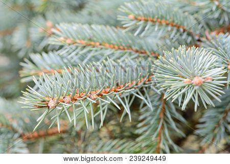 Abstract Garden Background - Green Spruce Branches In Close-up (selective Depth Of Field).