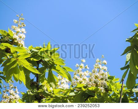Flowering Branches Of Chestnut Aesculus Hippocastanum On The Background Of Green Leaves And Sky