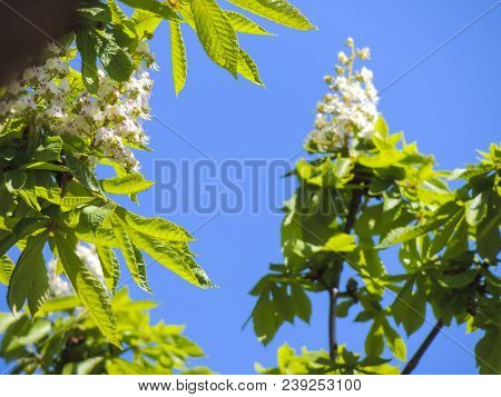 Flowering Branches Of Chestnut Aesculus Hippocastanum On The Background Of Green Leaves And Sky