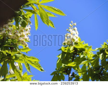 Flowering Branches Of Chestnut Aesculus Hippocastanum On The Background Of Green Leaves And Sky