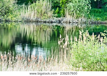 River, Shrunken Reeds And Fresh Spring Greens