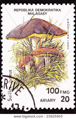 Madagascar annullato francobollo ciuffo Jack scivoloso funghi, Suillus Luteus