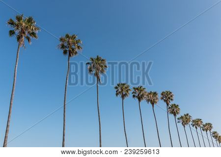 A Row Of Washingtonia Robusta Palm Trees In Southern California.