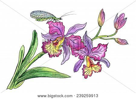 Cattleya Orchid And Lacewing, Hand Drawing On White Background, Isolated With Clipping Path.