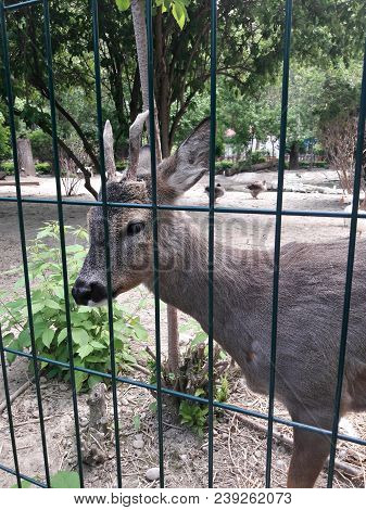 Young Roebuck (deer) At Zoo Above The Fence