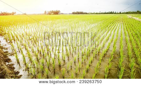 Rice Field Landscape, Paddy Field Landscape, Tropical Landscape
