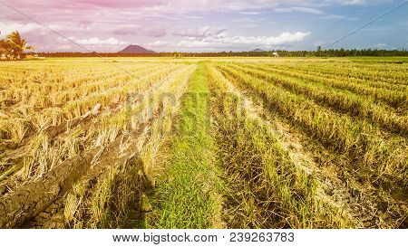 Rice Field Landscape After Harvesting, After Harvest, Harvest