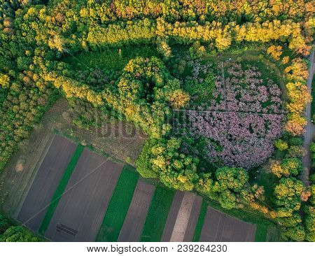 Early Dawn Low Light Aerial Image Of Lilac Garden At Spring