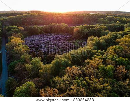 Early Dawn Low Light Aerial Image Of Lilac Garden At Spring