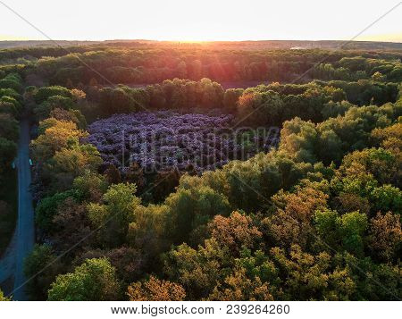 Early Dawn Low Light Aerial Image Of Lilac Garden At Spring