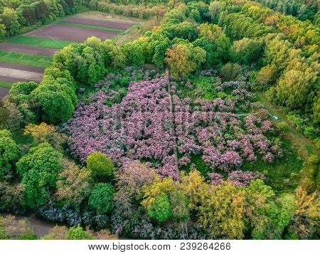 Early Dawn Low Light Aerial Image Of Lilac Garden At Spring