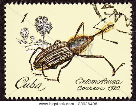Post Stamp Insect Weevil Rhina Oblita Brown Beetle