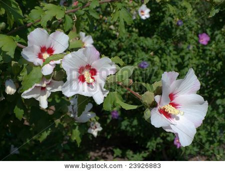 Fiore di ibisco