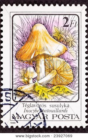 Inocybe Erubescen/patouillardi 유독한 버섯