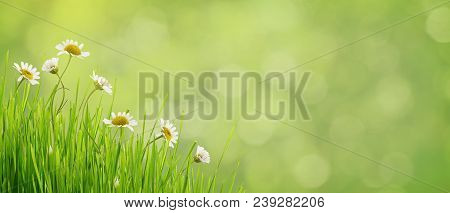 Daisy Flowers And Grass In Corner Arrangement On Green Blurred Background