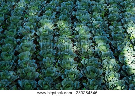 Cauliflower Field With Lines And Spots Of Sun Shining On It In San Pedro, Lago Atitlan, Guatemala