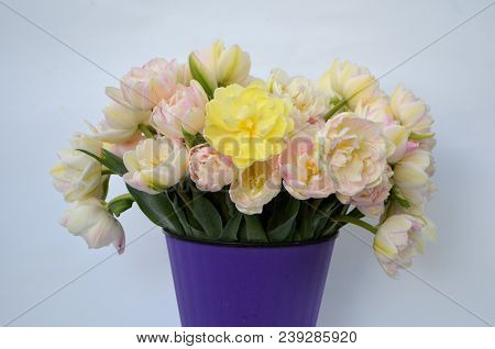 Tulip Finola Terry Early Pink And Avan Garde Gentle Yellow