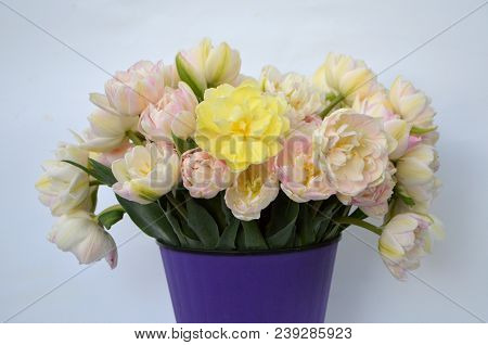 Tulip Finola Terry Early Pink And Avan Garde Gentle Yellow