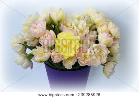 Tulip Finola Terry Early Pink And Avan Garde Gentle Yellow