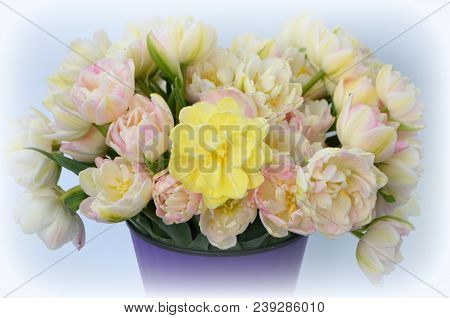Tulip Finola Terry Early Pink And Avan Garde Gentle Yellow