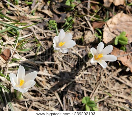 Three White Flowers Called Crocus Venus In Spring