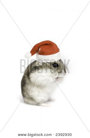 Natale criceto