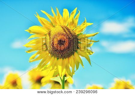 Summer Landscape With A Field Of Blooming Sunflowers.