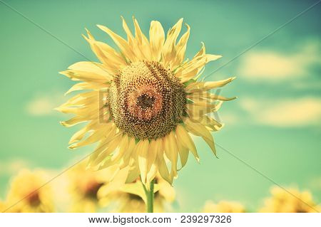 Summer Landscape With A Field Of Blooming Sunflowers.