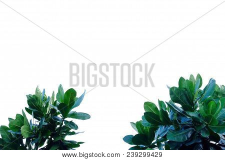Top View Tropical Tree Leaves With Branches On White Isolated Background For Green Foliage Backdrop